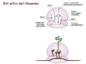 Siti attivi del ribosoma RNA messaggero I poliribosomi