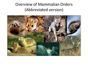 Overview of Mammalian Orders Abbreviated version CLASS Subclass