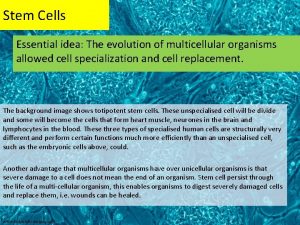 Stem Cells Essential idea The evolution of multicellular