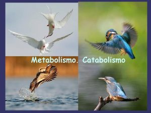 Metabolismo Catabolismo INTRODUCCIN AL METABOLISMO CONCEPTOS BSICOS Se