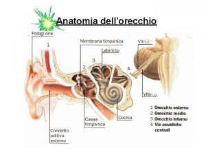 Anatomia dellorecchio Anatomia dellorecchio Anatomia dellorecchio Anatomia dellorecchio