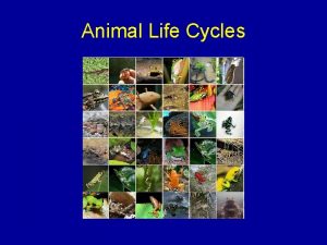 Animal Life Cycles When Animals Reproduce they make