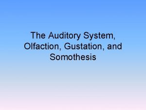 The Auditory System Olfaction Gustation and Somothesis Hearing