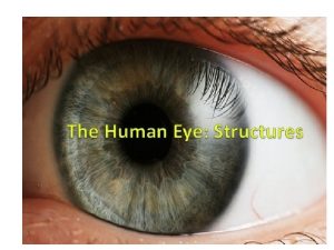 The Human Eye Structures Levator palpebrae superioris helps