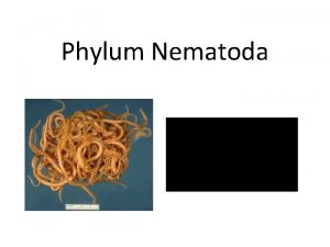 Phylum Nematoda I General Information 1 Round unsegmented