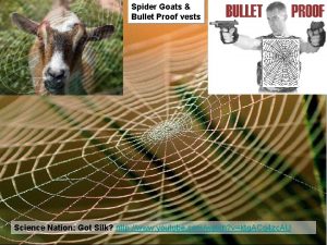 Spider Goats Bullet Proof vests Science Nation Got