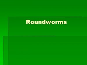 Roundworms Phylum Nematoda 1 Nematodes roundworms 2 Nemata