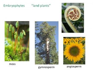 Embryophytes land plants fern moss gymnosperm angiosperm I