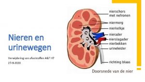 Nieren en urinewegen Verwijdering van afvalstoffen AF H