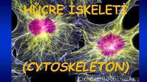 HCRE SKELET CYTOSKELETON 1 Hcre iskeleti nedir 2