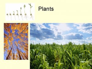 Plants Characteristics of all plants 1 All are