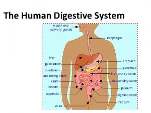 The Human Digestive System ingestion digestion chemical and