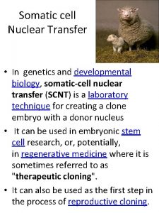 Somatic cell Nuclear Transfer In genetics and developmental