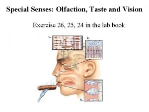 Special Senses Olfaction Taste and Vision Exercise 26