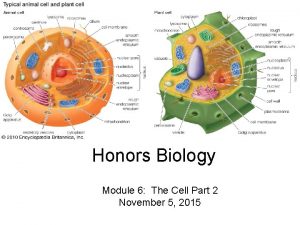 Honors Biology Module 6 The Cell Part 2