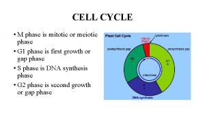 CELL CYCLE M phase is mitotic or meiotic