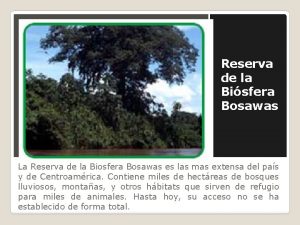 Reserva de la Bisfera Bosawas La Reserva de