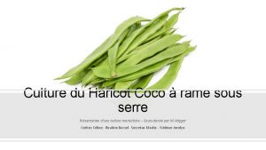 Culture du Haricot Coco rame sous serre Prsentation