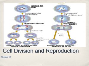 Cell Division and Reproduction Chapter 10 Cell Division