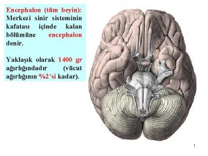Encephalon tm beyin Merkezi sinir sisteminin kafatas iinde