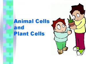 Animal Cells and Plant Cells Animal cells ANIMAL
