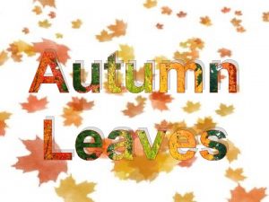 Autumn Leaves Autumn Leaves Why do leaves turn