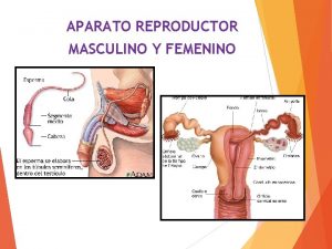 APARATO REPRODUCTOR MASCULINO Y FEMENINO Aparato reproductor femenino