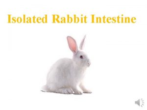 Isolated Rabbit Intestine Learning outcomes Overview for rabbit