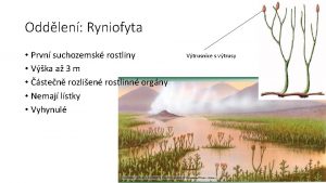 Oddlen Ryniofyta Prvn suchozemsk rostliny Vka a 3