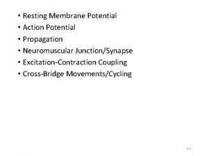 Resting Membrane Potential Action Potential Propagation Neuromuscular JunctionSynapse