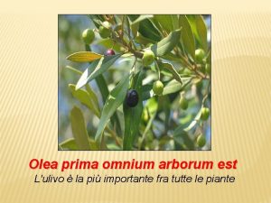 Olea prima omnium arborum est Lulivo la pi