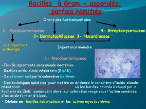 Bacilles Gram asporuls parfois ramifis Ordre des Actinomyctales