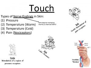 Touch Types of Nerve Endings in Skin 1
