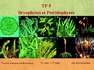 TP 5 Bryophytes et Ptridophytes Travaux pratiques de