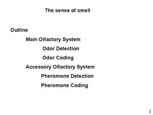 The sense of smell Outline Main Olfactory System