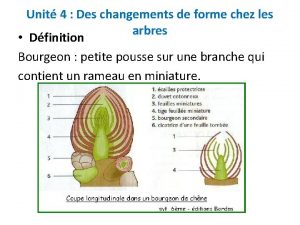 Unit 4 Des changements de forme chez les