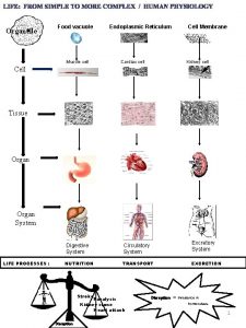 Organelle Food vacuole Muscle cell Endoplasmic Reticulum Cardiac