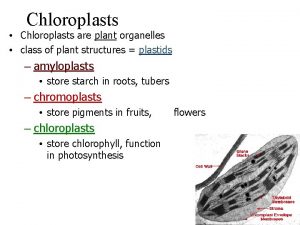 Chloroplasts Chloroplasts are plant organelles class of plant