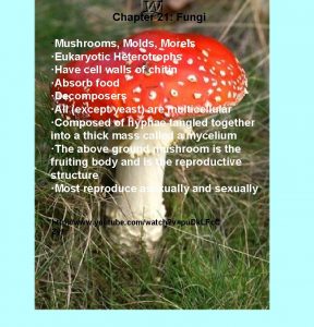 Chapter 21 Fungi Mushrooms Molds Morels Eukaryotic Heterotrophs