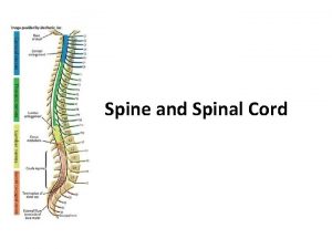 Spine and Spinal Cord Spine 33 vertical segments