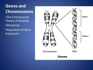 Genes and Chromosomes The Chromosome Theory of Heredity