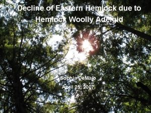 Decline of Eastern Hemlock due to Hemlock Woolly