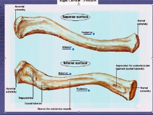 2112022 1 2112022 2 Clavicle Ant Axillary Wall