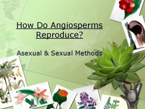 How Do Angiosperms Reproduce Asexual Sexual Methods Vegetative