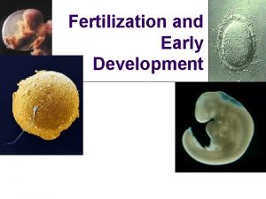 Fertilization and Early Development Fertilization Development and Birth