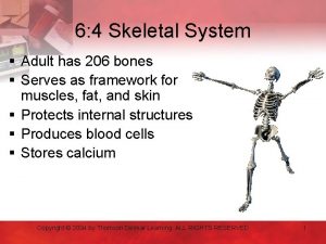 6 4 Skeletal System Adult has 206 bones