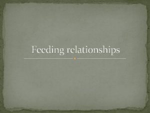Feeding relationships Starter https www youtube comwatch vK
