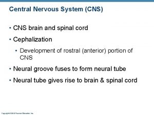 Central Nervous System CNS CNS brain and spinal