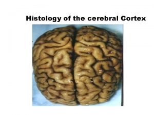 Histology of the cerebral Cortex cerebrum n The