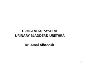 UROGENITAL SYSTEM URINARY BLADDER URETHRA Dr Amal Albtoosh